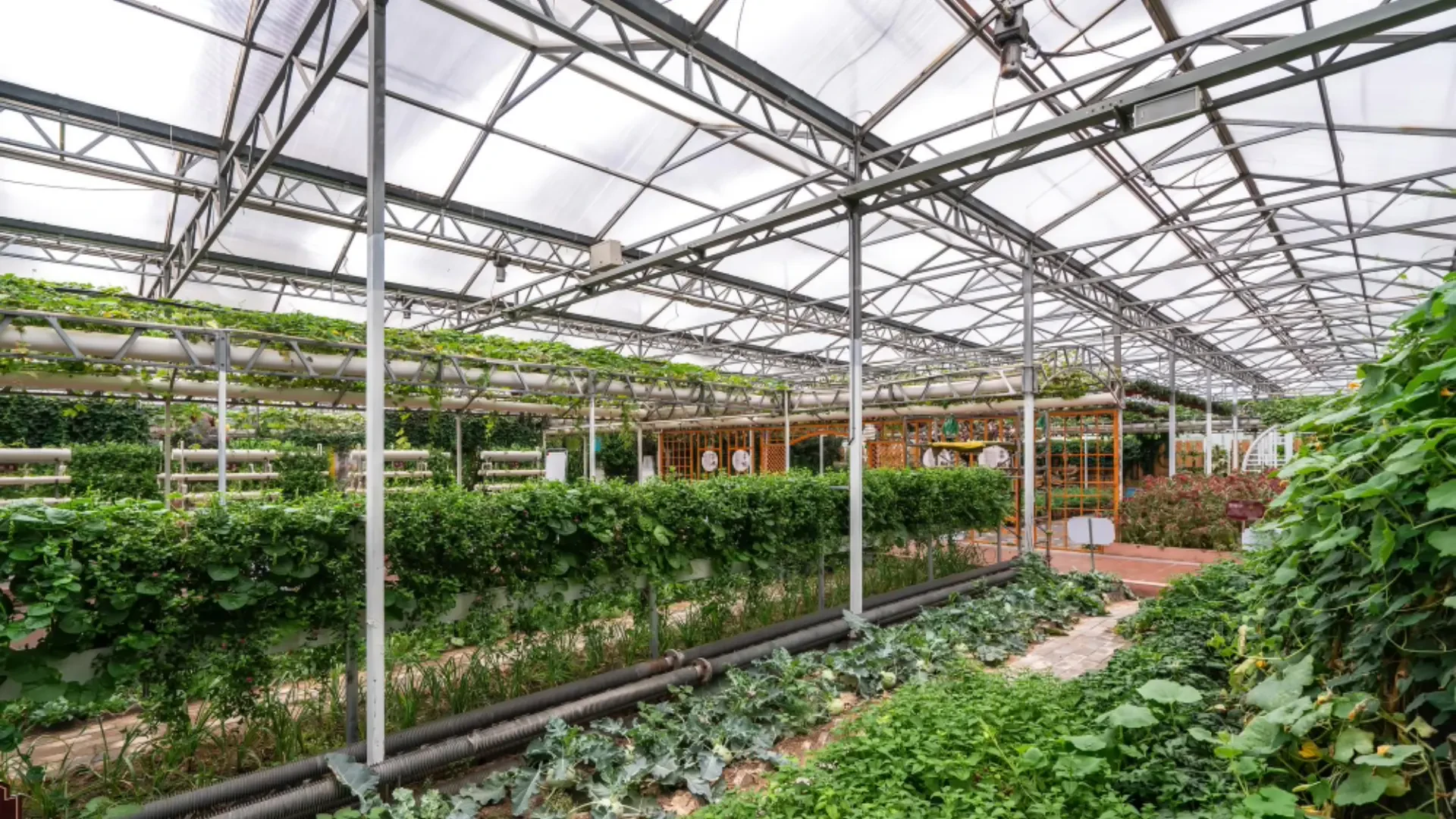 Modular Greenhouse Solutions for Year-Round Growing Success
