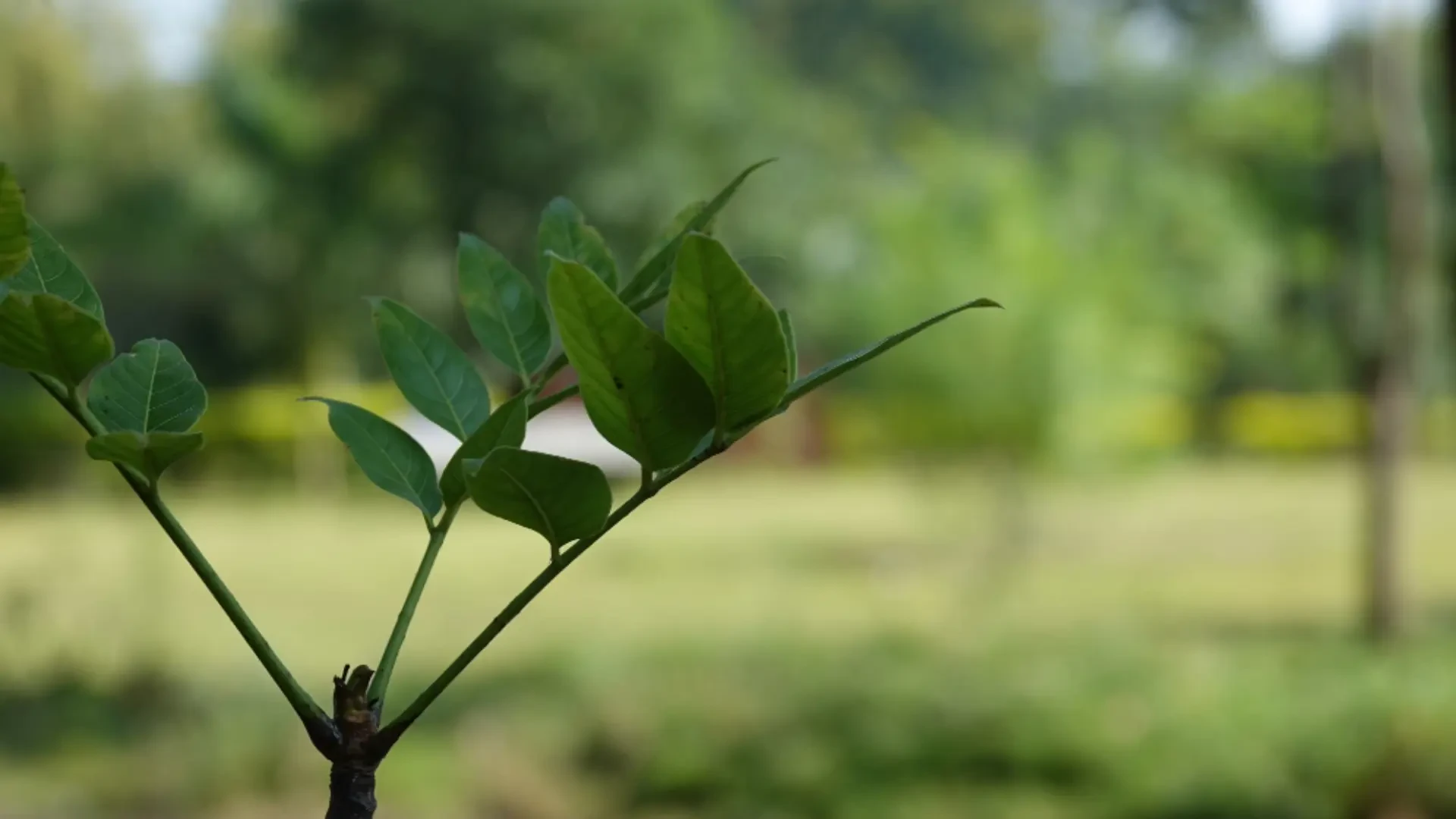 Strengthening Vines, Water, and Tree Health: Integrated Support, Supply, Irrigation Solutions