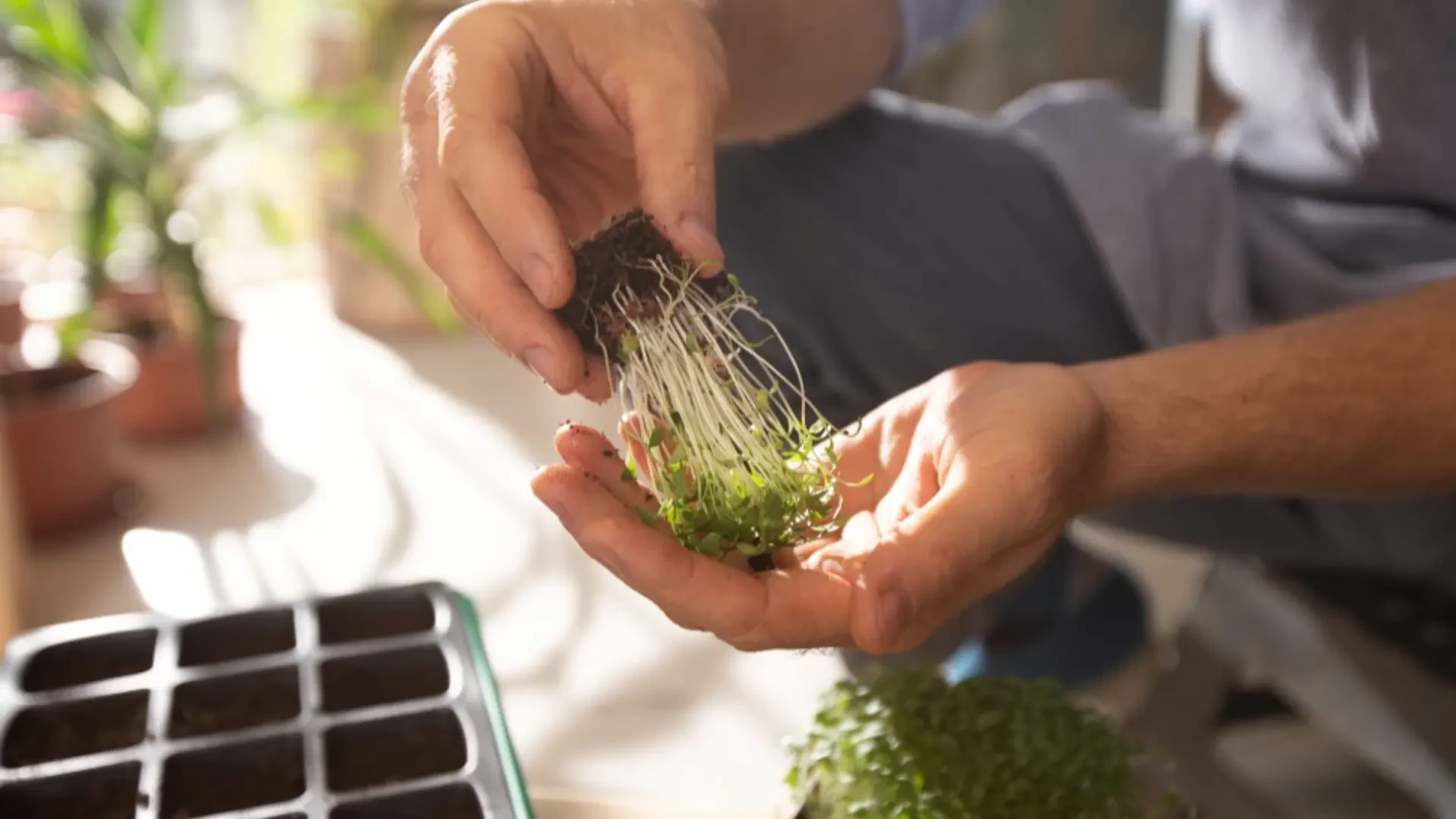 Boosting Crop Performance with Advanced Container Solutions and Nanobubble Oxygenation