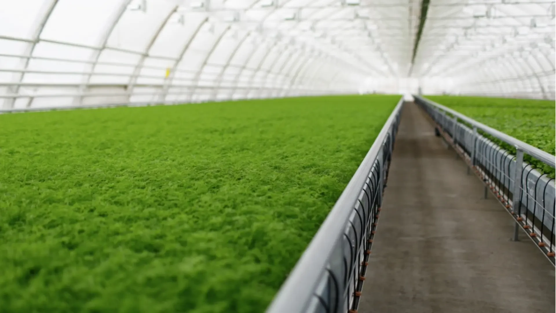 Revolutionizing Water Treatment and Plant Health: Ozone Systems for Greenhouse Agriculture