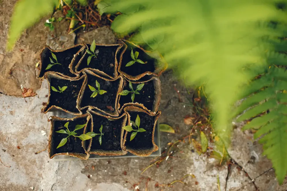 Optimizing Plant Performance: High-Impact Nutrient and Rooting Systems for Modern Growers