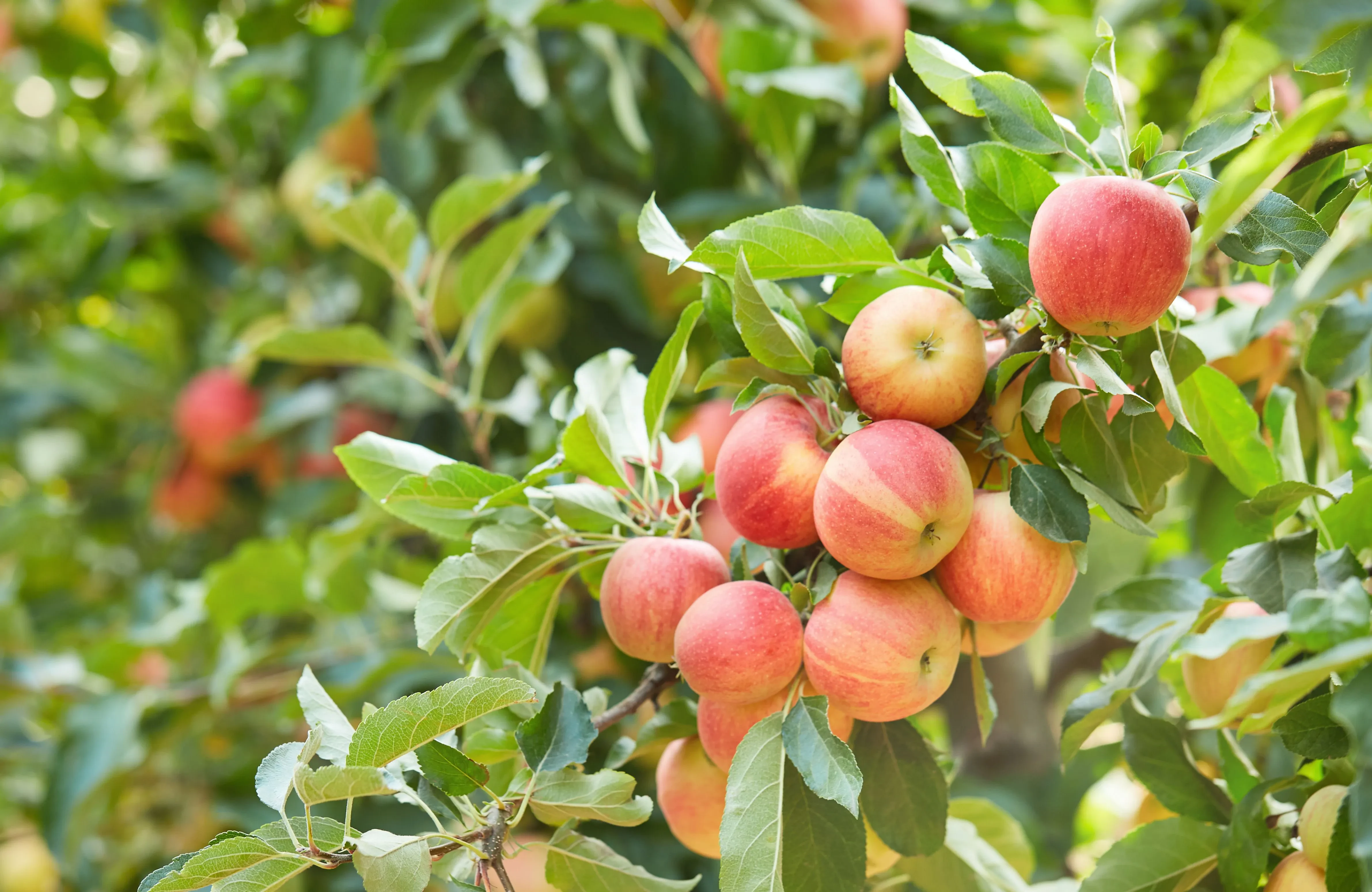 How to Care for Fruit Trees for Bigger and Healthier Harvests