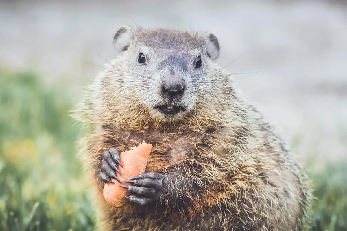 Effective Groundhog Removal Tips for Protecting Your Garden