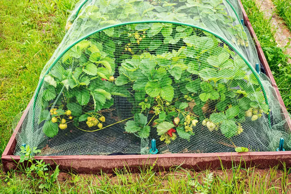 How to Use Bird Deterrents to Protect Your Garden Crops