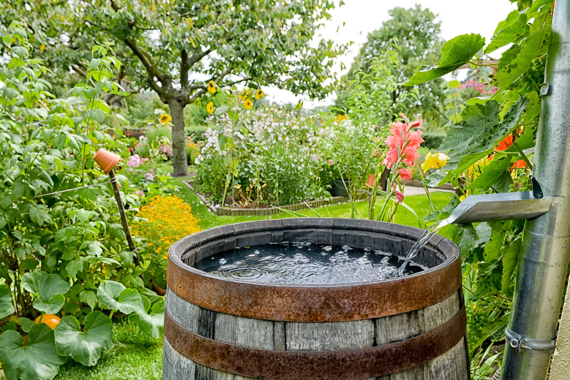 Best Rainwater Harvesting Solutions for Small Gardens