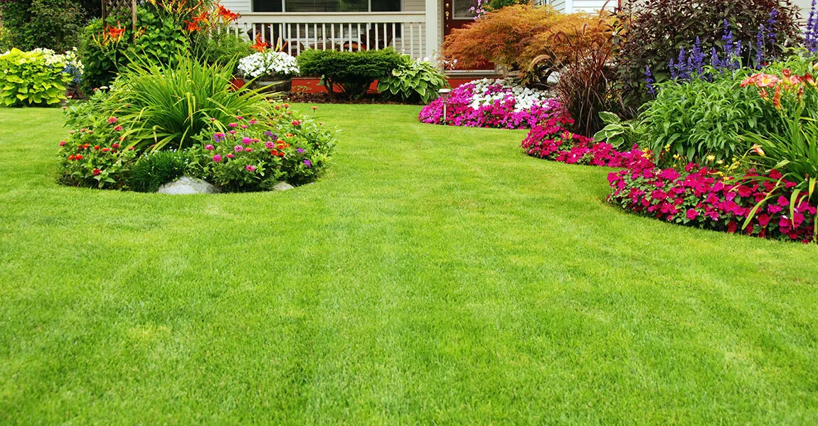 Best Grass Varieties for a Low-Water Lawn