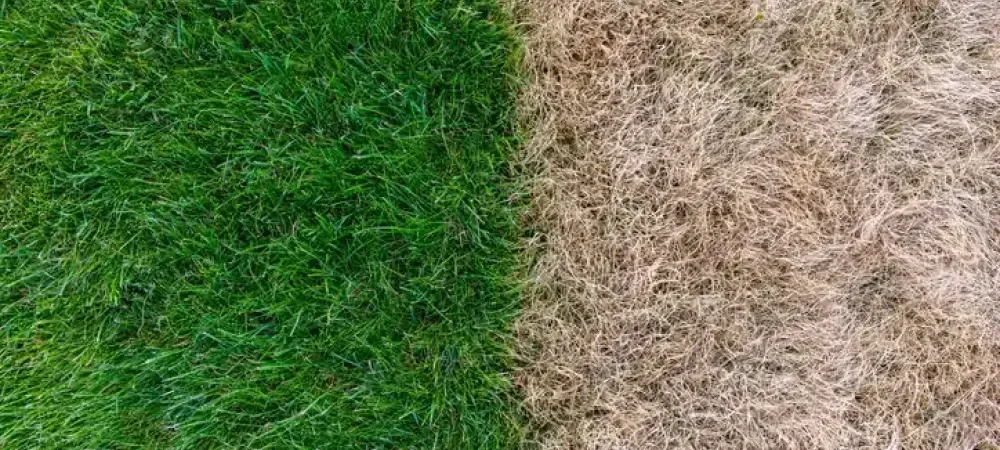 Common Mistakes to Avoid with Drought-Resistant Lawns