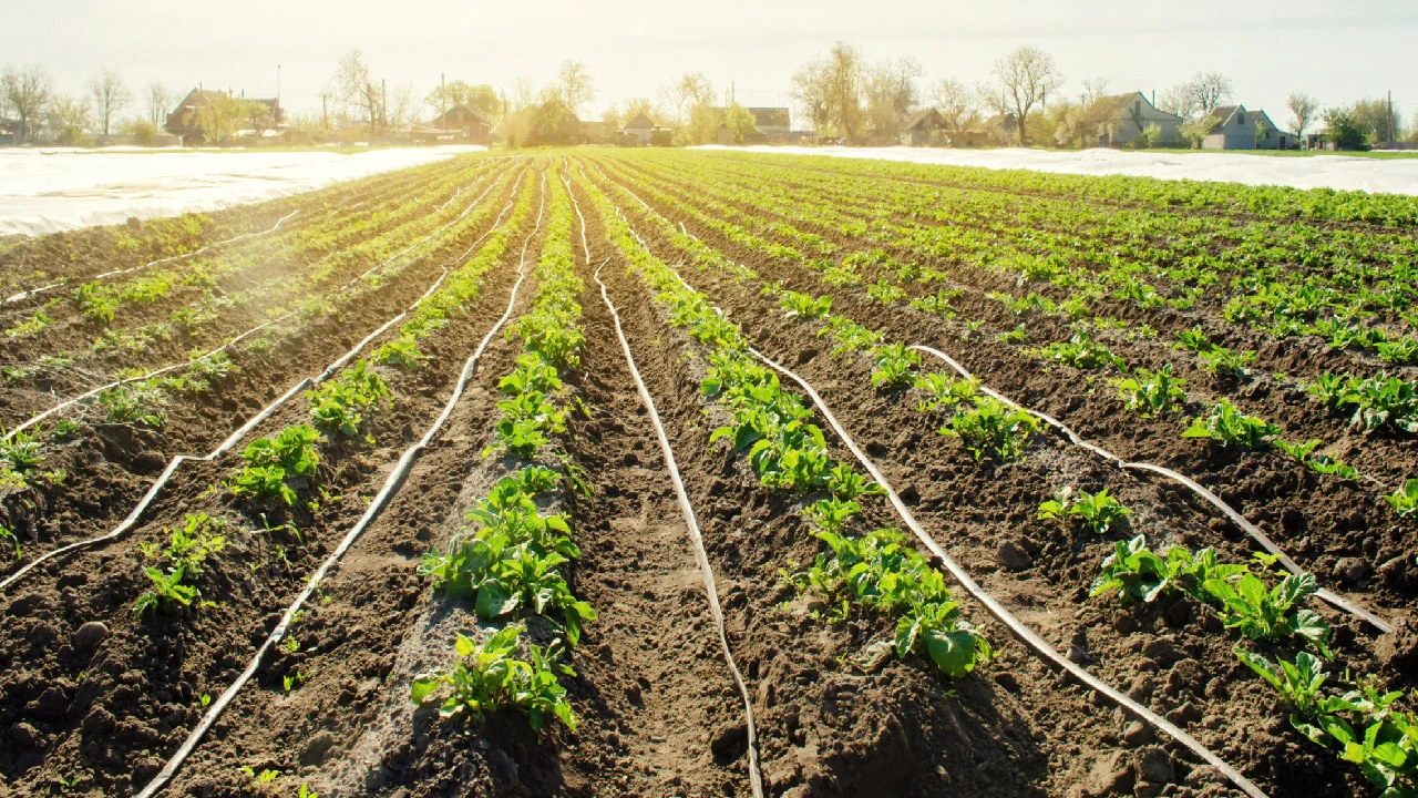 Micro Irrigation for Home Gardens: Small Systems, Big Results