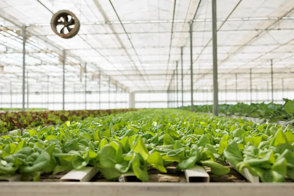 Enhancing Grow Environments: Advanced Systems for Indoor Agriculture