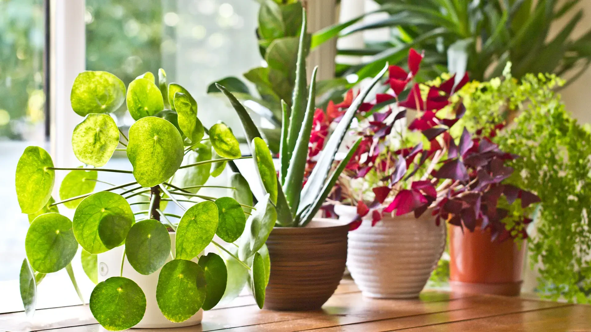 How to Choose the Easiest Houseplants to Grow for a Thriving Home Garden