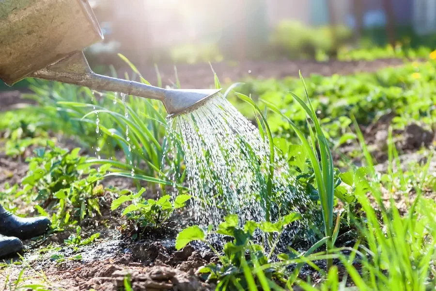  Essential Garden Watering Tips for Summer Heat
