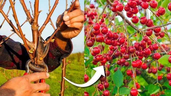 How to Prune Fruit Trees for Maximum Yield and Health
