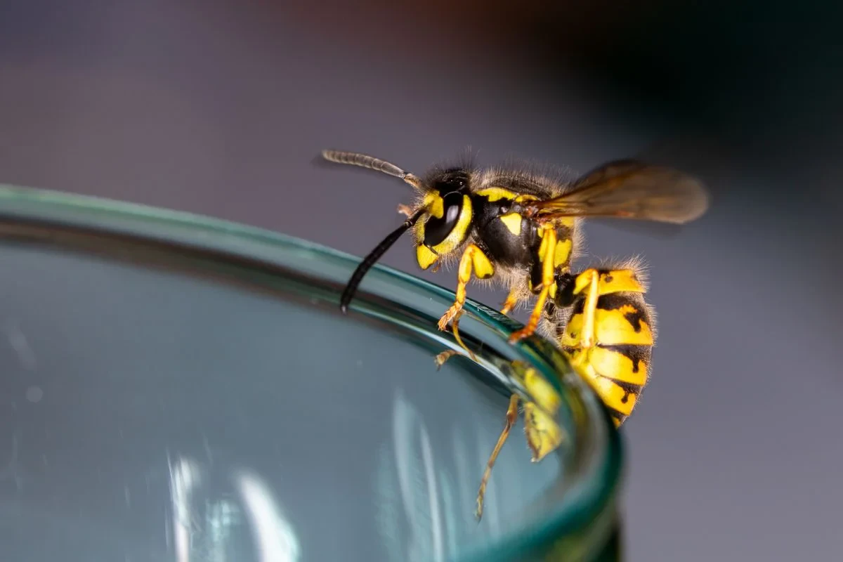 How to Keep Wasps Away Naturally Without Harsh Chemicals