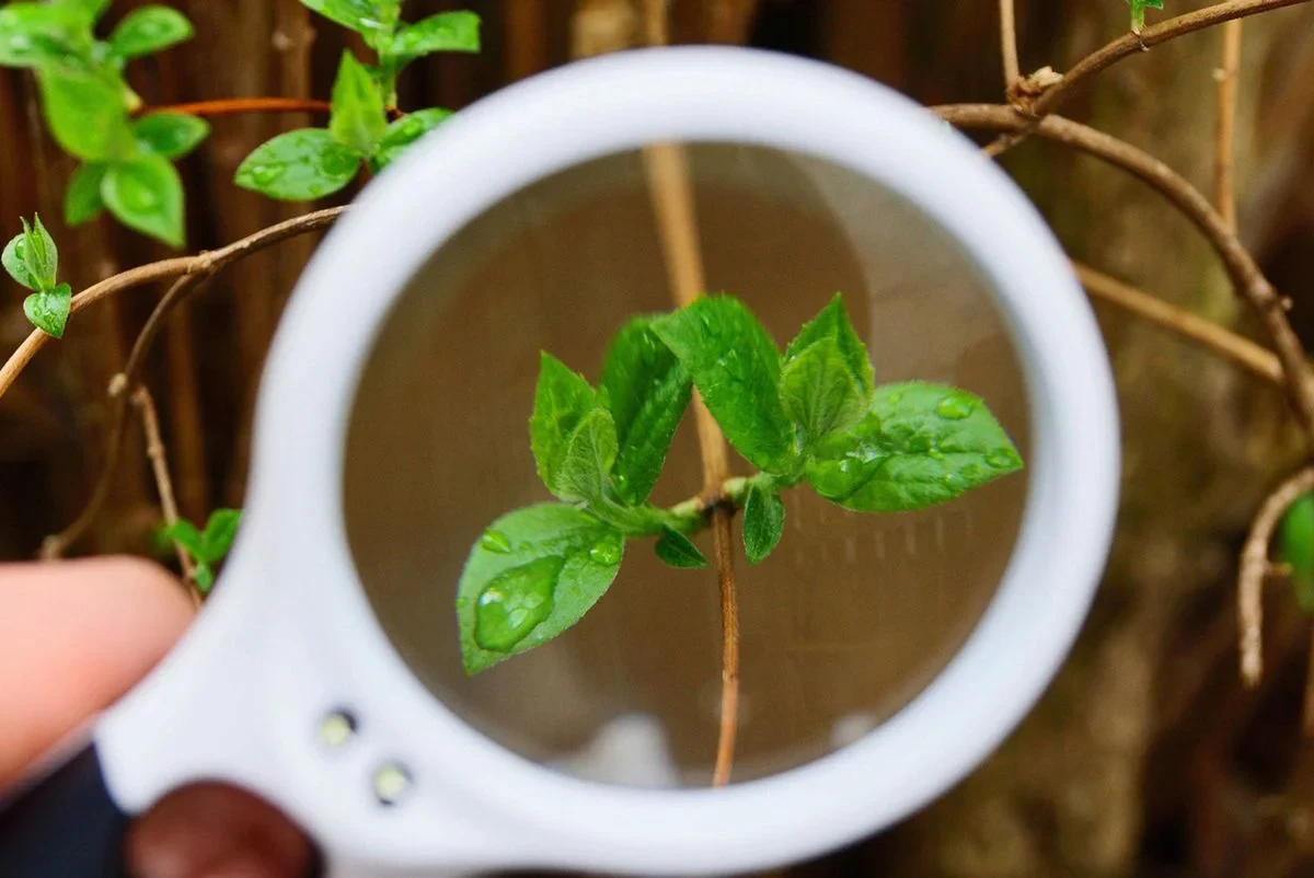How to Identify Plants Easily: A Beginner’s Guide