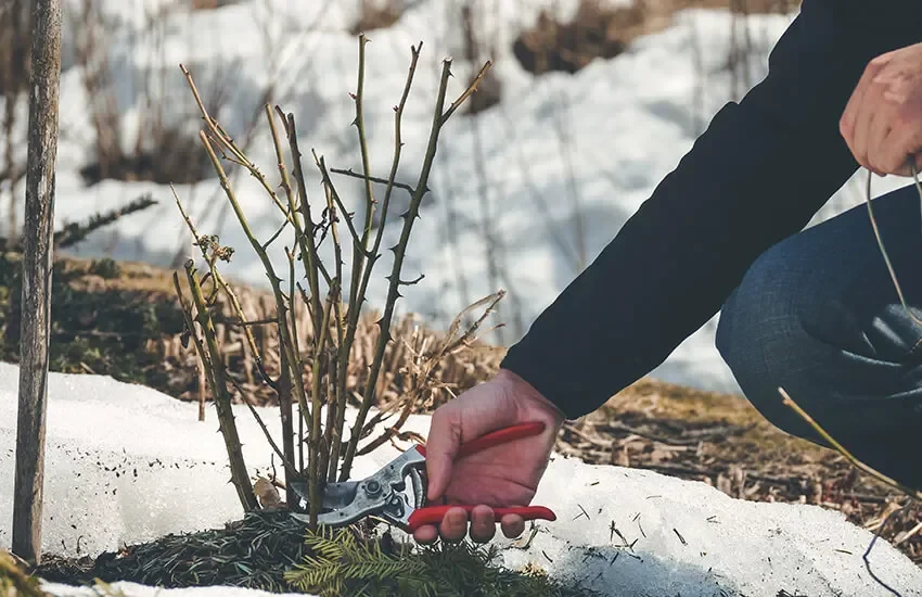 How to Prepare Your Garden for Winter: Essential Tips for a Healthy Spring