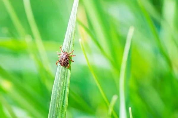 How to Repel Ticks From Your Yard Safely and Effectively
