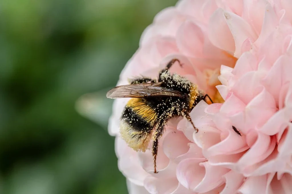 How to Control Garden Pests Safely Without Harming Plants