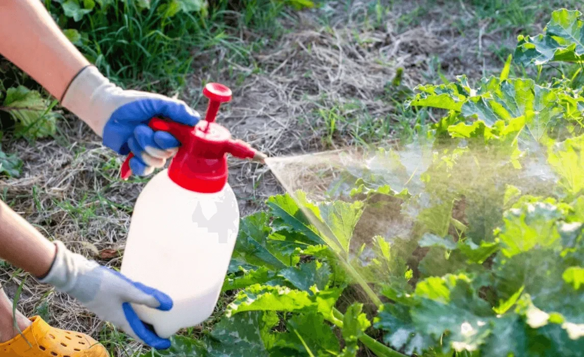 How to Use Organic Pest Control for a Healthier Lawn
