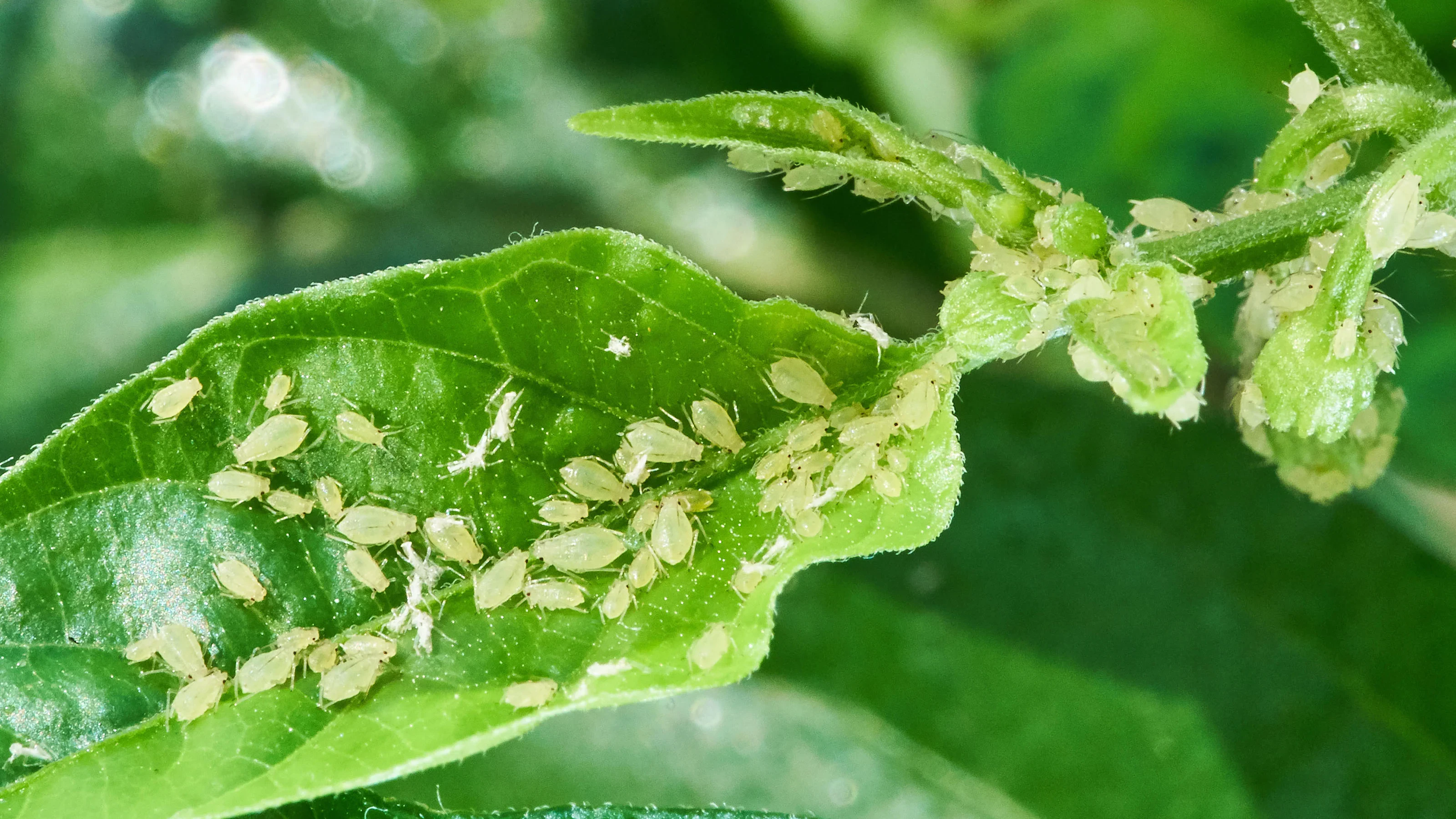 How to Kill Aphids on Plants Without Damaging Your Garden
