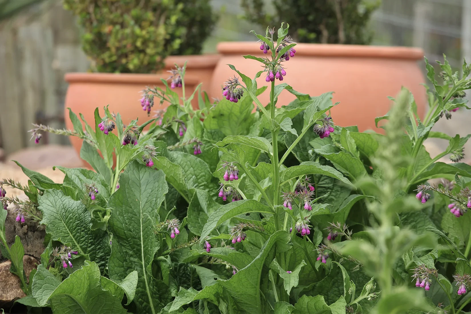 Comfrey Plants: Identification, Benefits, and How to Grow Them