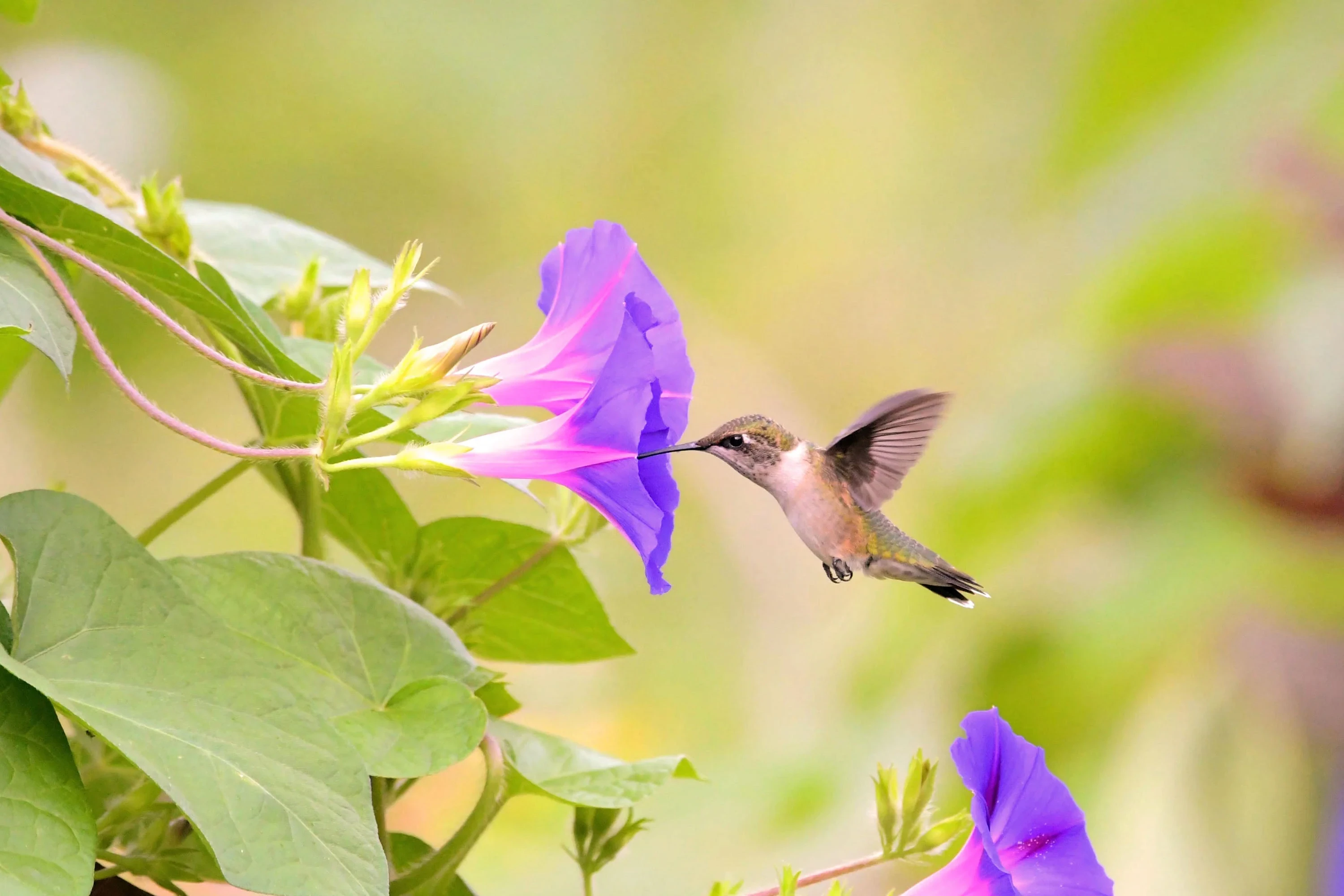 Plants That Attract Hummingbirds: Best Flowers and Plants for Your Garden