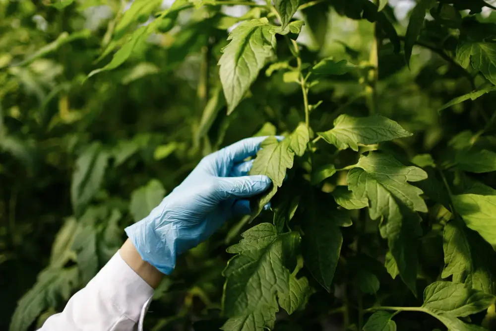  Advancing Sustainable Crop Protection: Organic Biocontrol and Plant-Safe Solutions