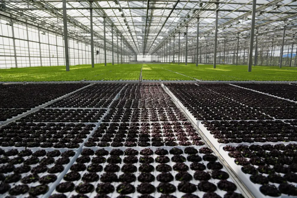 Unlocking Yield Potential: The Ultimate Guide to CO₂ Enrichment for Indoor Gardens