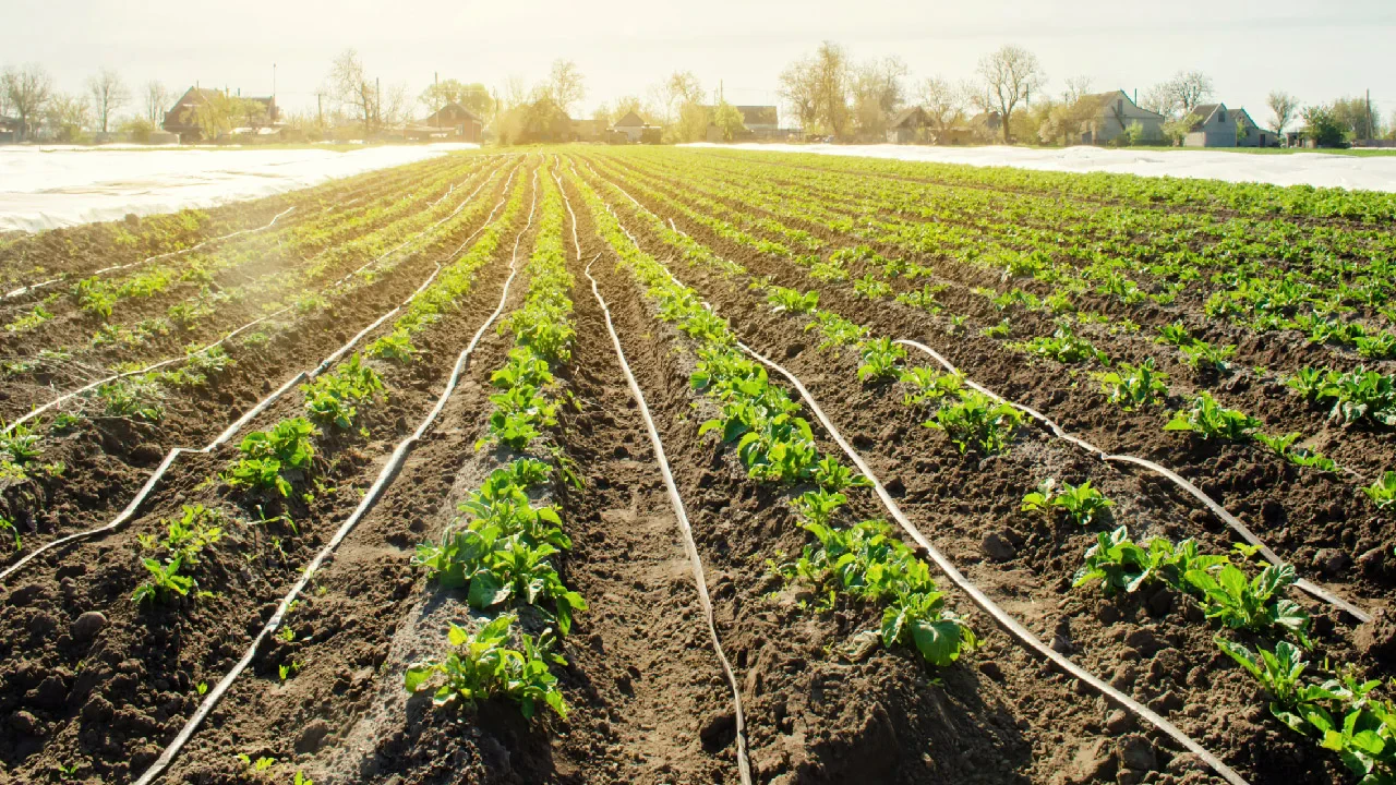 Irrigation Systems for Dry Climates: Smart Ways to Water with Less