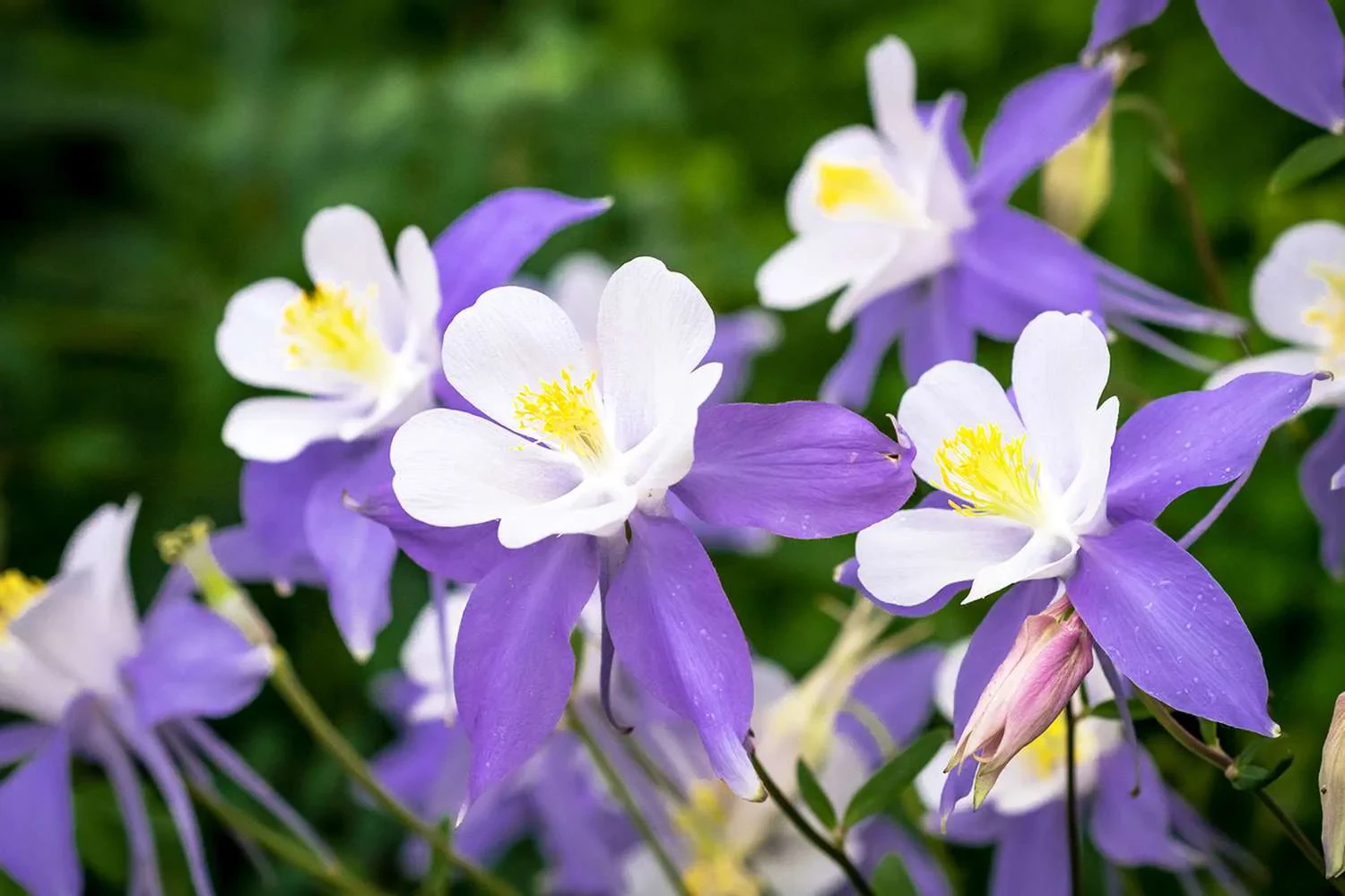 Shade-Loving Flowering Perennials: Beautiful Plants That Thrive Without Full Sun