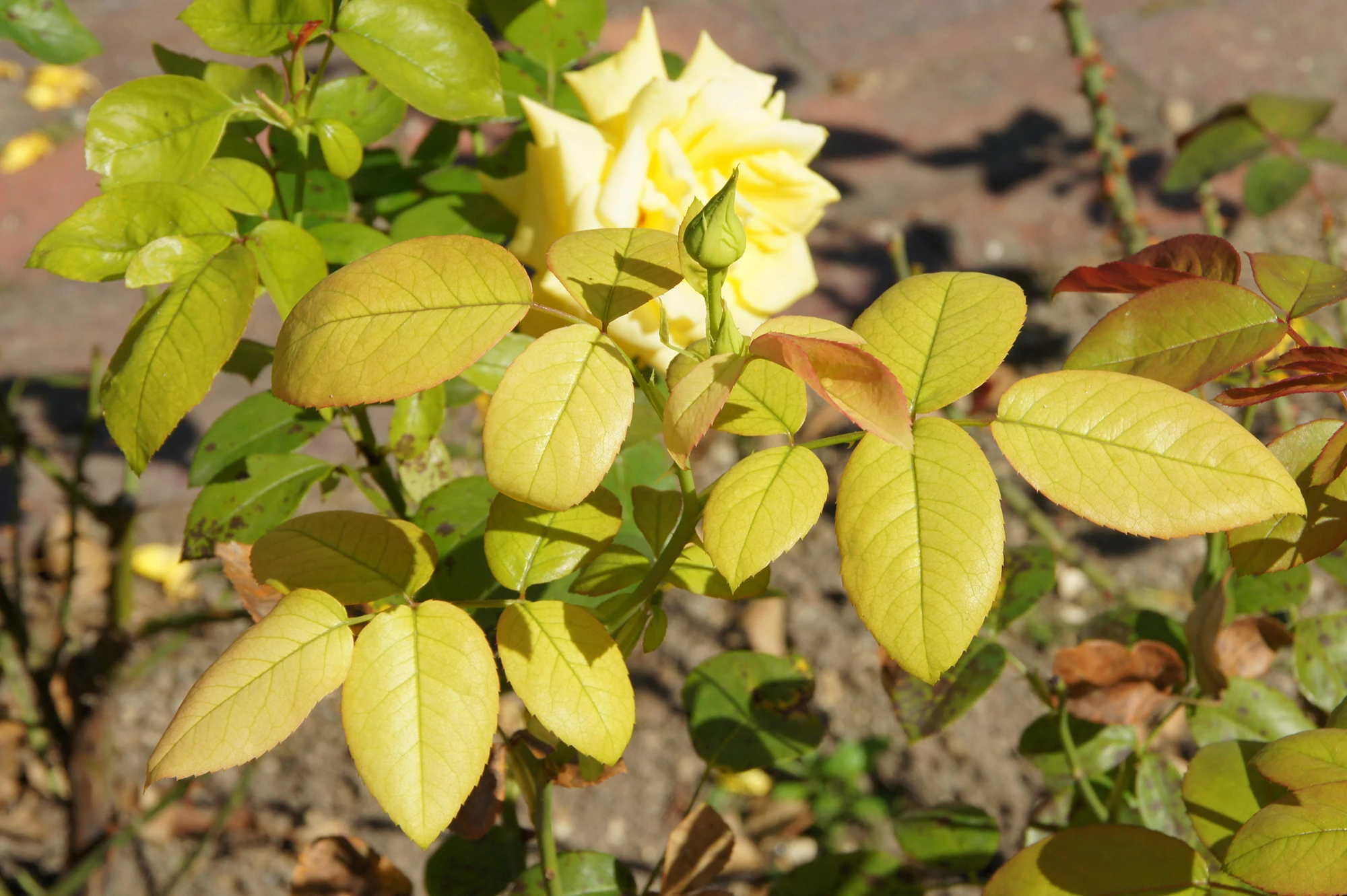 Yellow Leaves on Rose Bushes: Causes, Problems, and How to Fix Them
