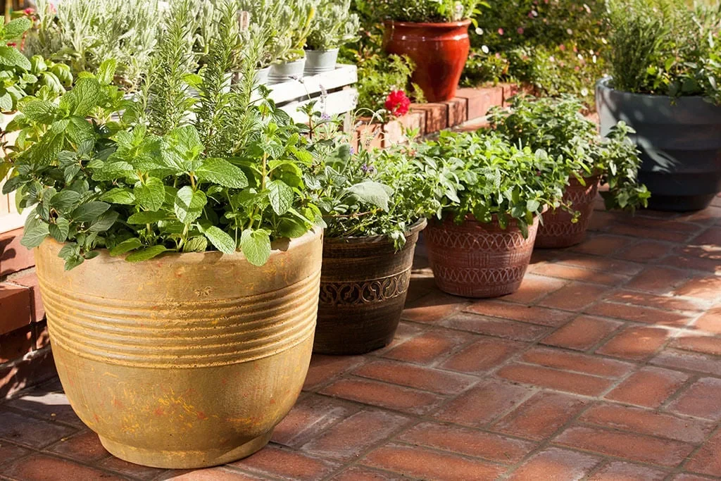 Containers for Container Gardening: How to Choose the Right Pots for Healthy Plants