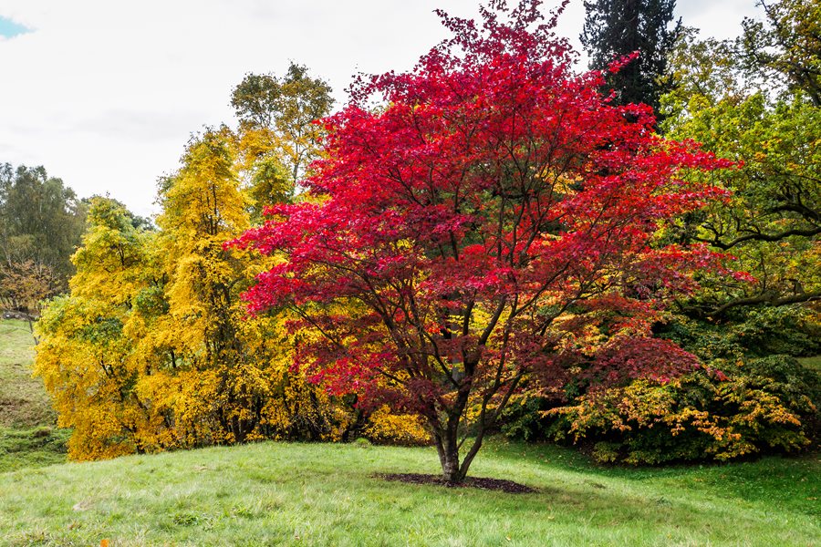 Different Kinds of Maple Trees: A Guide to Maple Species and Their Uses