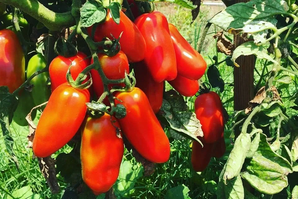 How to Grow San Marzano Tomato Plants Successfully