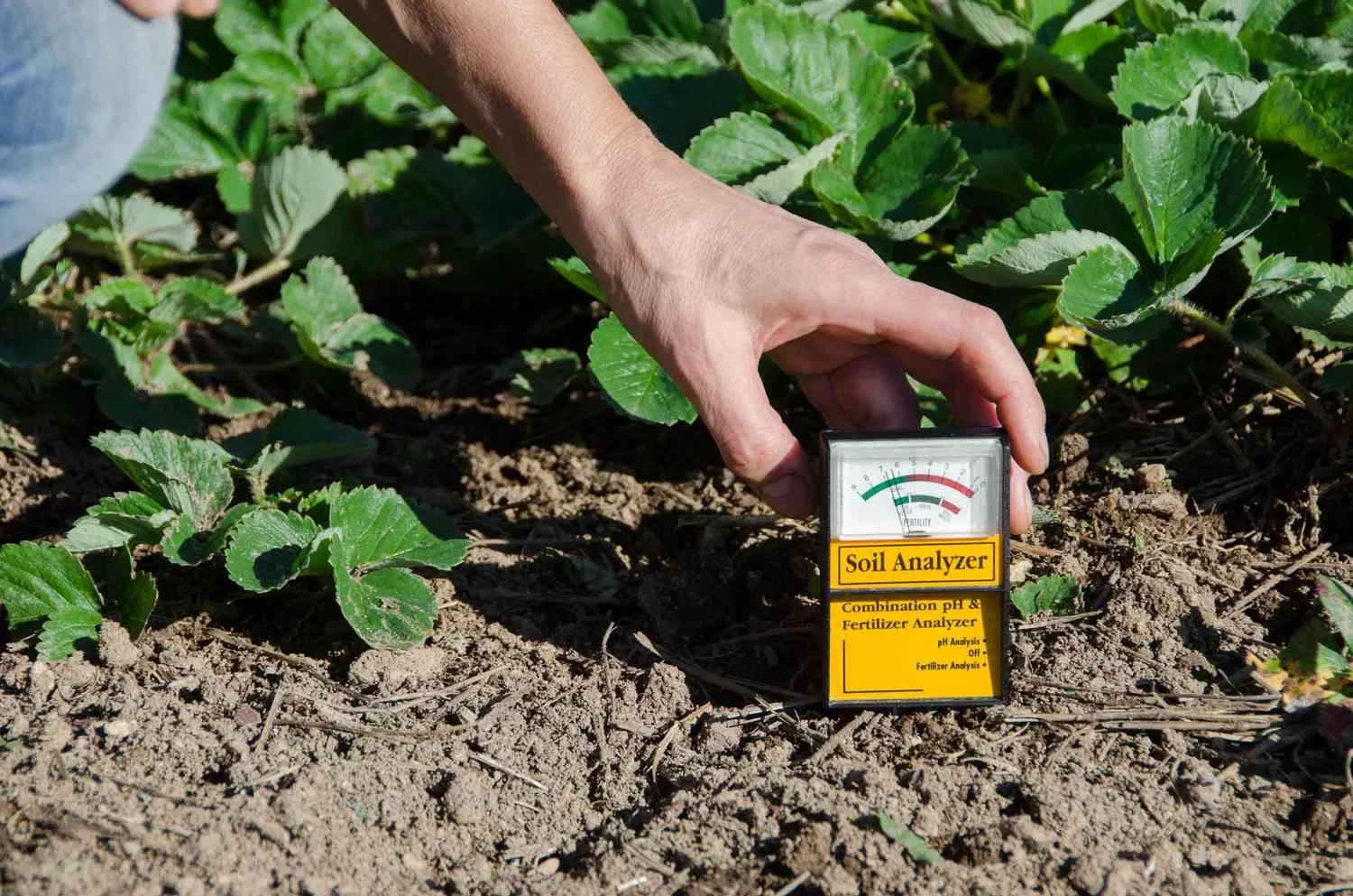  How to Make Acidic Soil: Safe and Effective Ways to Lower Soil pH