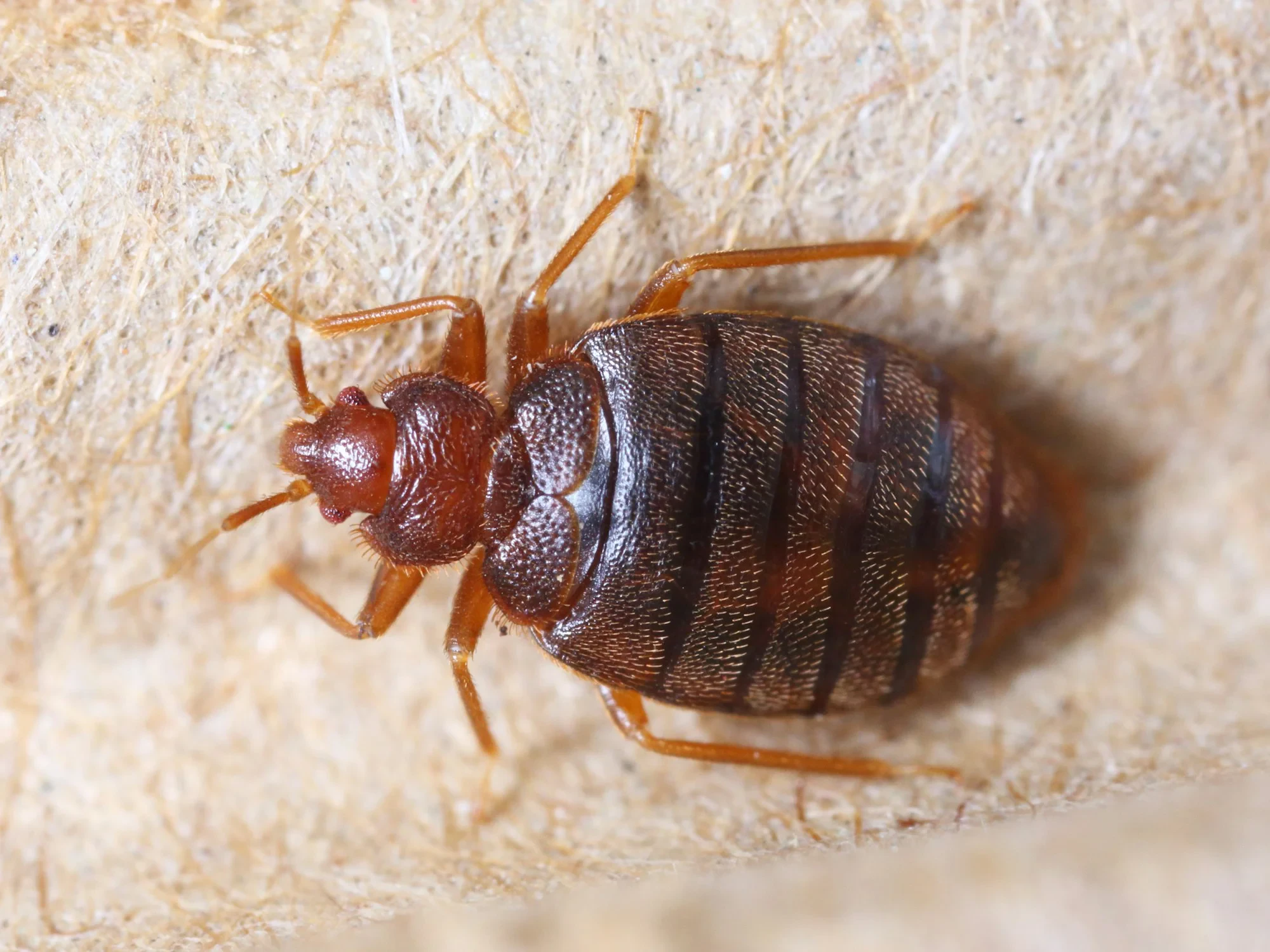Bugs That Look Like Bed Bugs: How to Tell the Difference