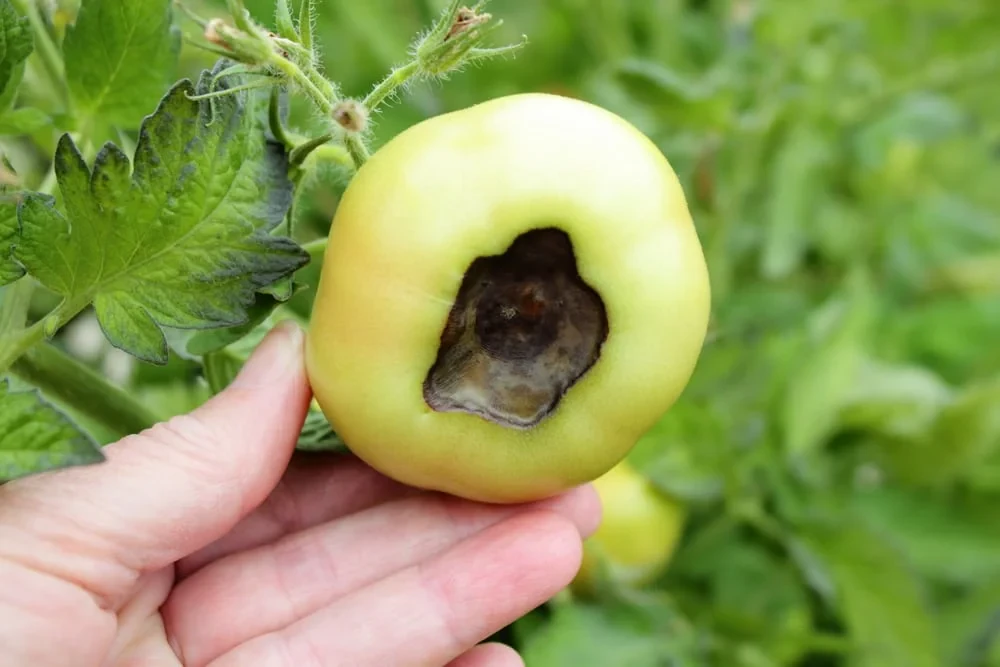 How to Use Calcium Nitrate for Tomatoes: Prevent Blossom End Rot Effectively