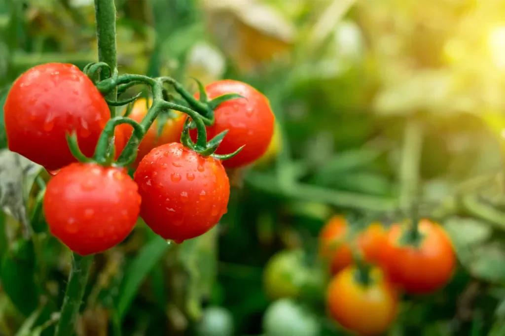 How Much Sunlight Do Tomato Plants Need for Healthy Growth?