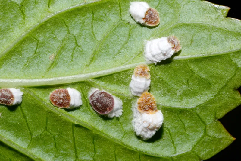 How to Get Rid of Scale Bugs on Citrus Trees