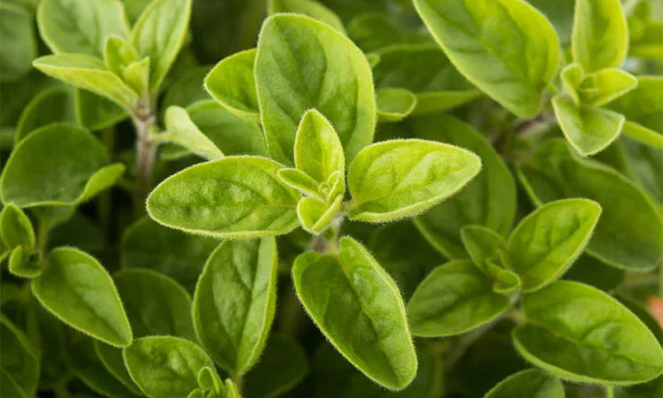 Different Oregano Species: A Guide to Popular Oregano Varieties