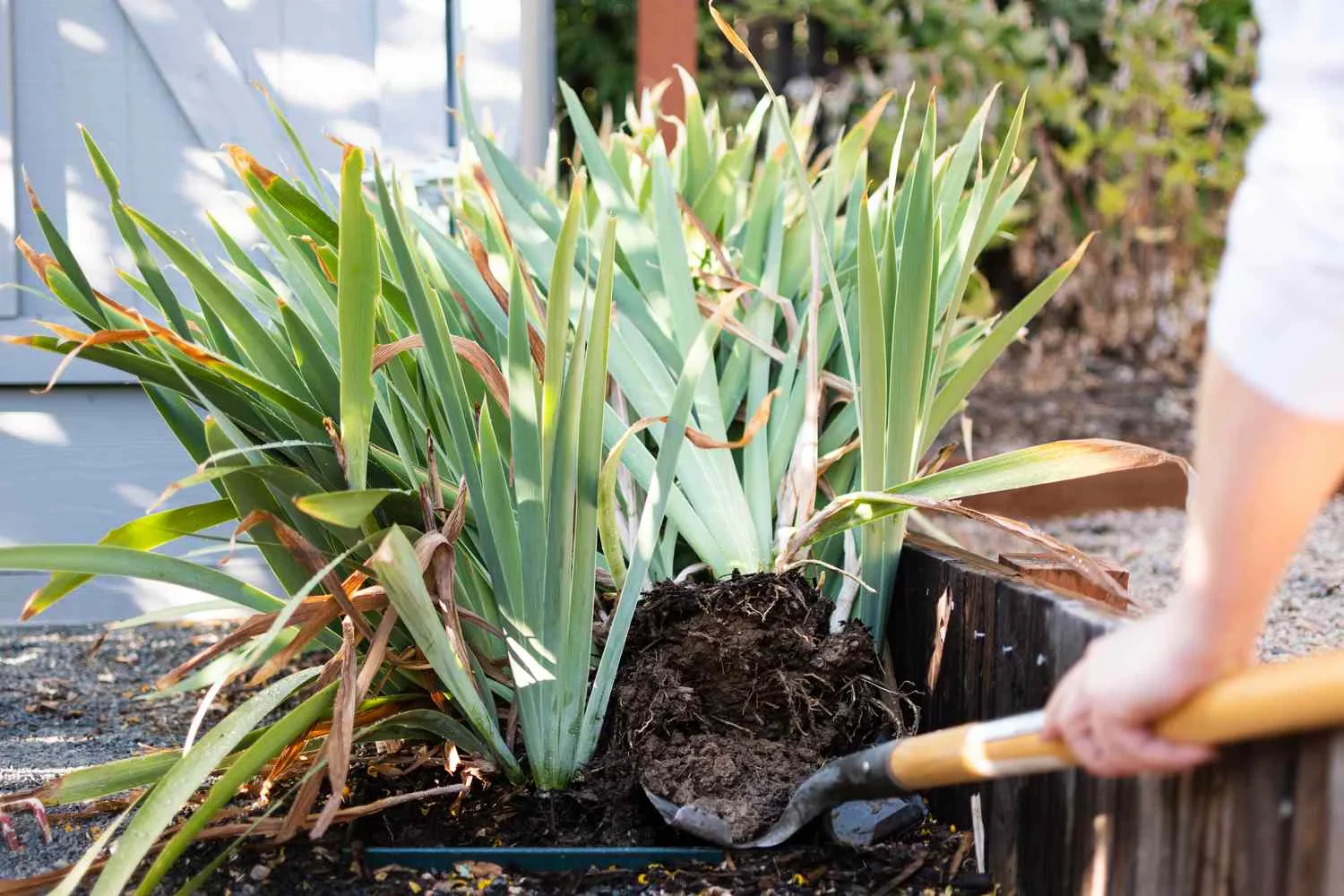 When to Transplant Iris Plants: Best Time and Step-by-Step Guide