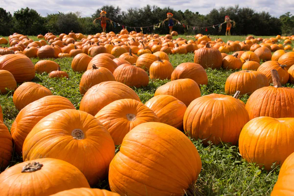 Nutrients for Pumpkins: How to Feed for Bigger, Healthier Harvests