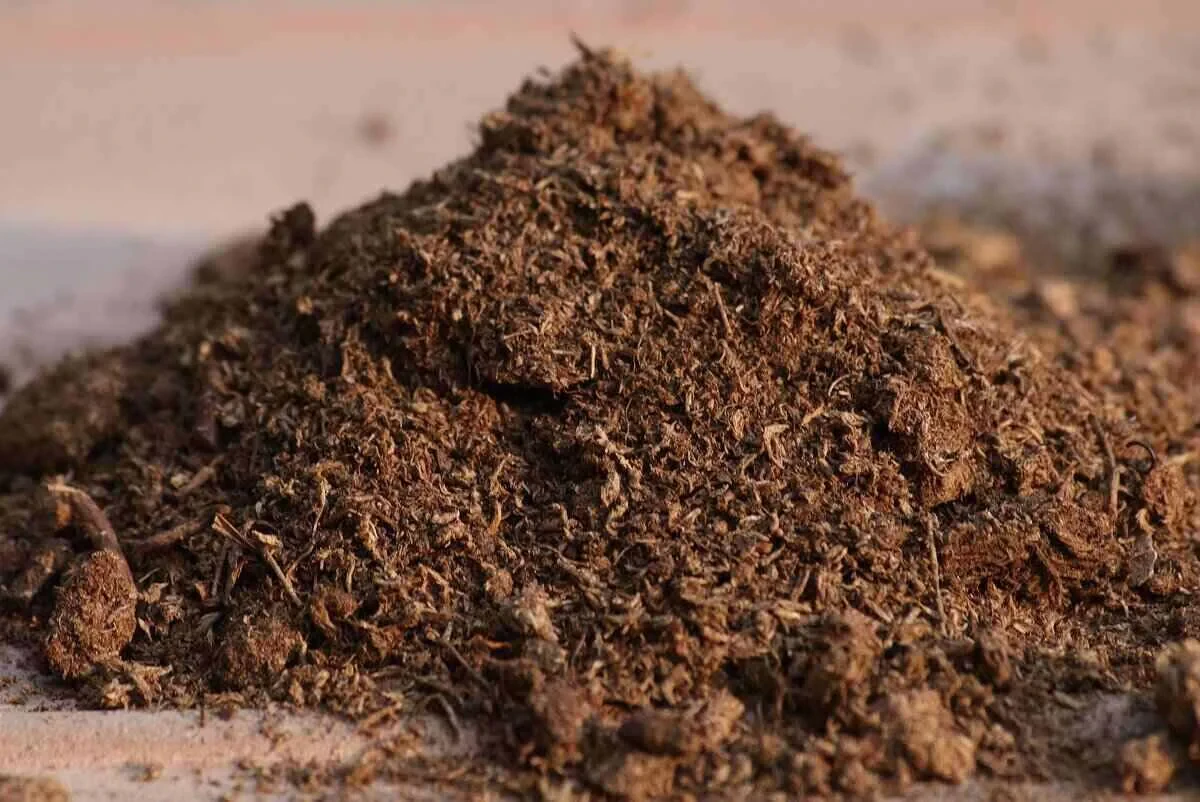 Soilless Potting Soil: What It Is and When to Use It