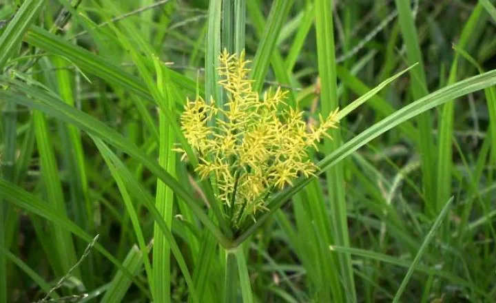 Different Types of Weeds: Identification Guide for Lawns and Grass Areas