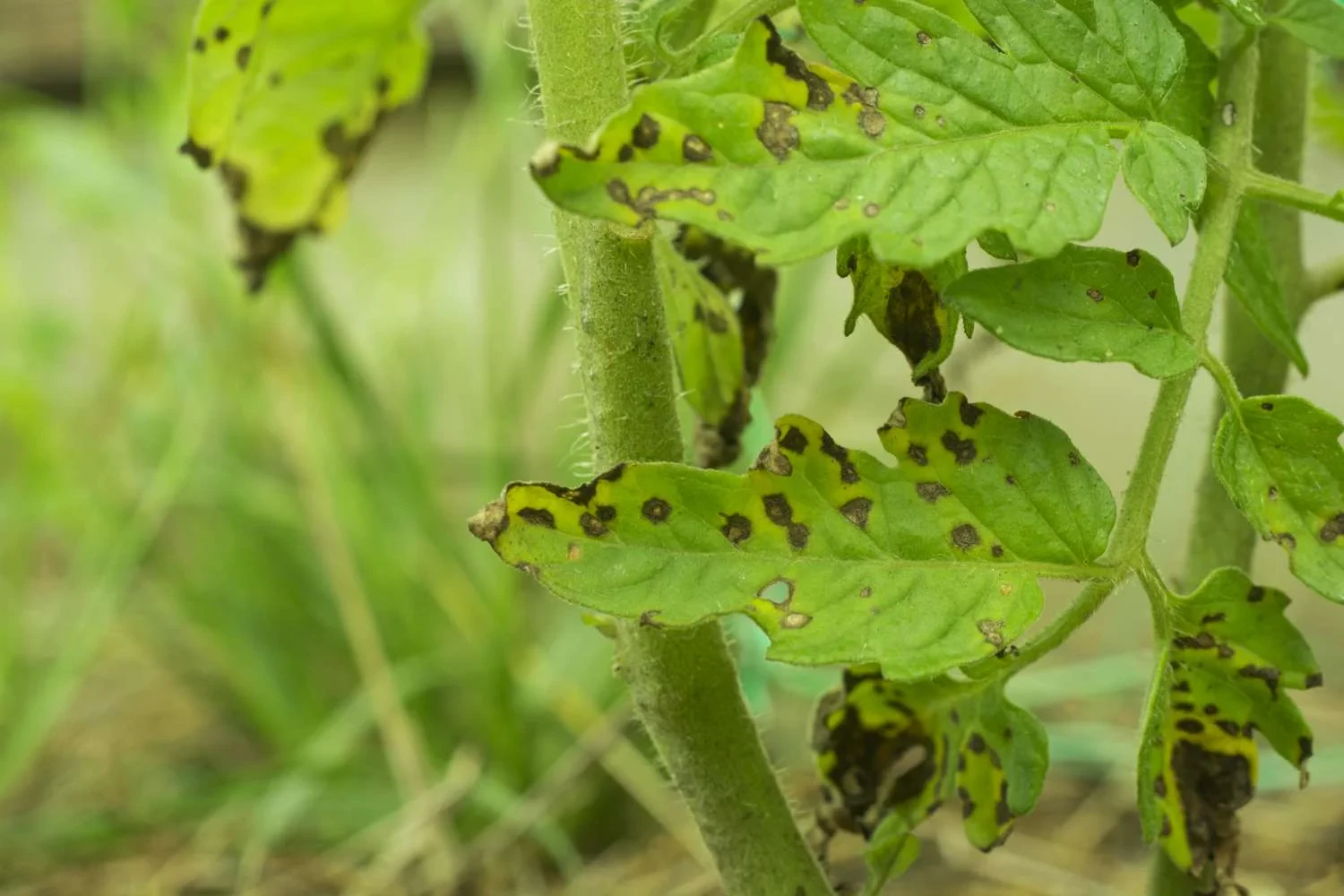 Black Spots on Tomato Leaves: Causes and How to Fix Them