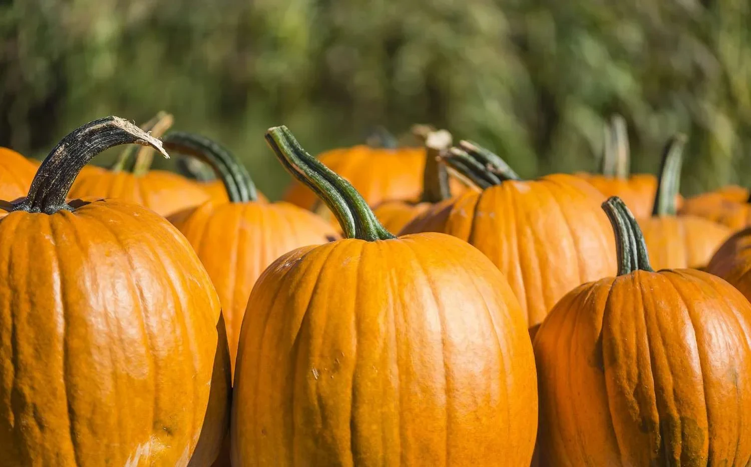 How Long Does a Pumpkin Last? Storage Tips for Carved and Uncarved Pumpkins