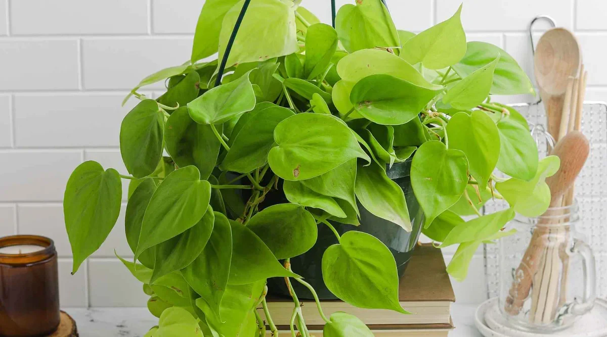Types of Philodendron Plants: Popular Varieties for Indoor and Tropical Gardens