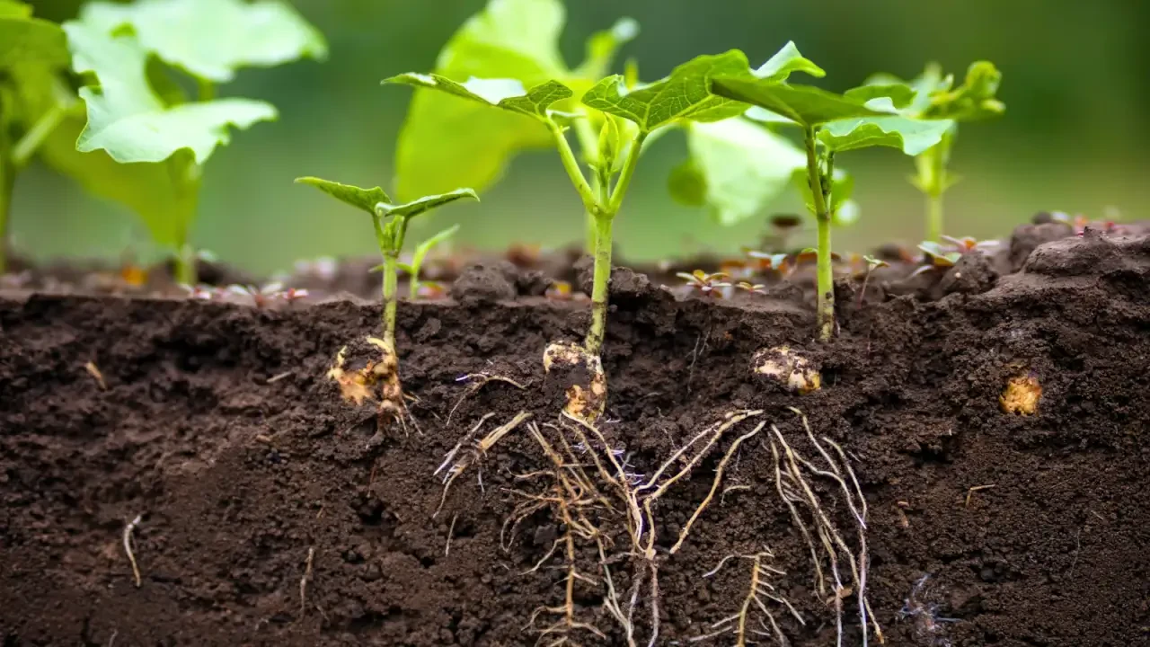 Boosting Plant Growth Naturally: Sustainable Soil, Rooting Solutions, and Growth Media