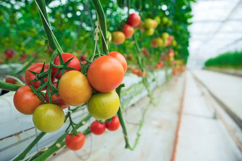 How to Choose the Right Greenhouse for Tomatoes and Maximize Yield
