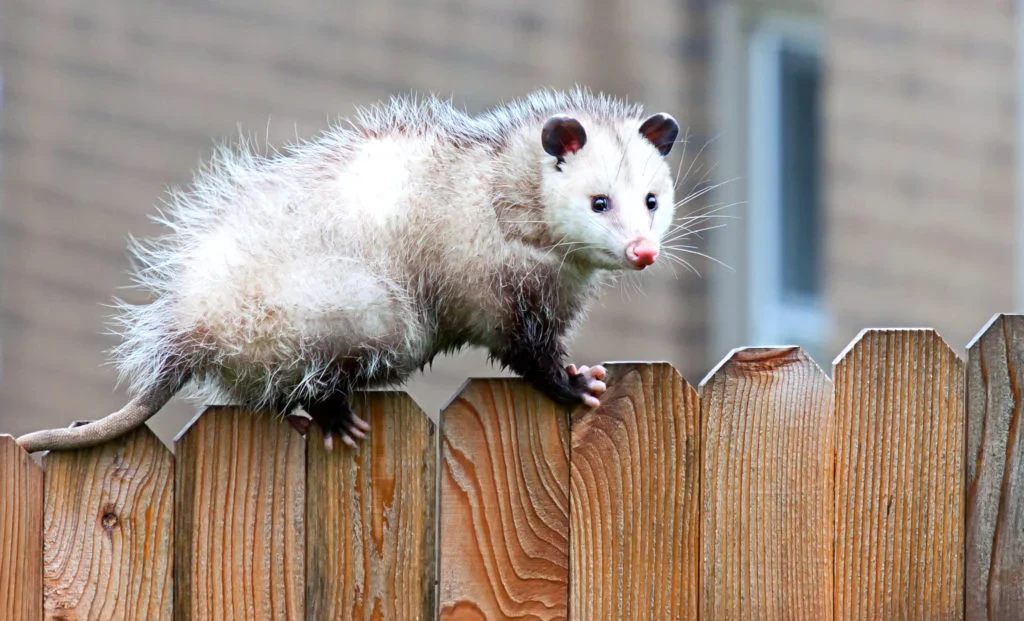 What Are Possums Good For? Benefits of Opossums in the Garden