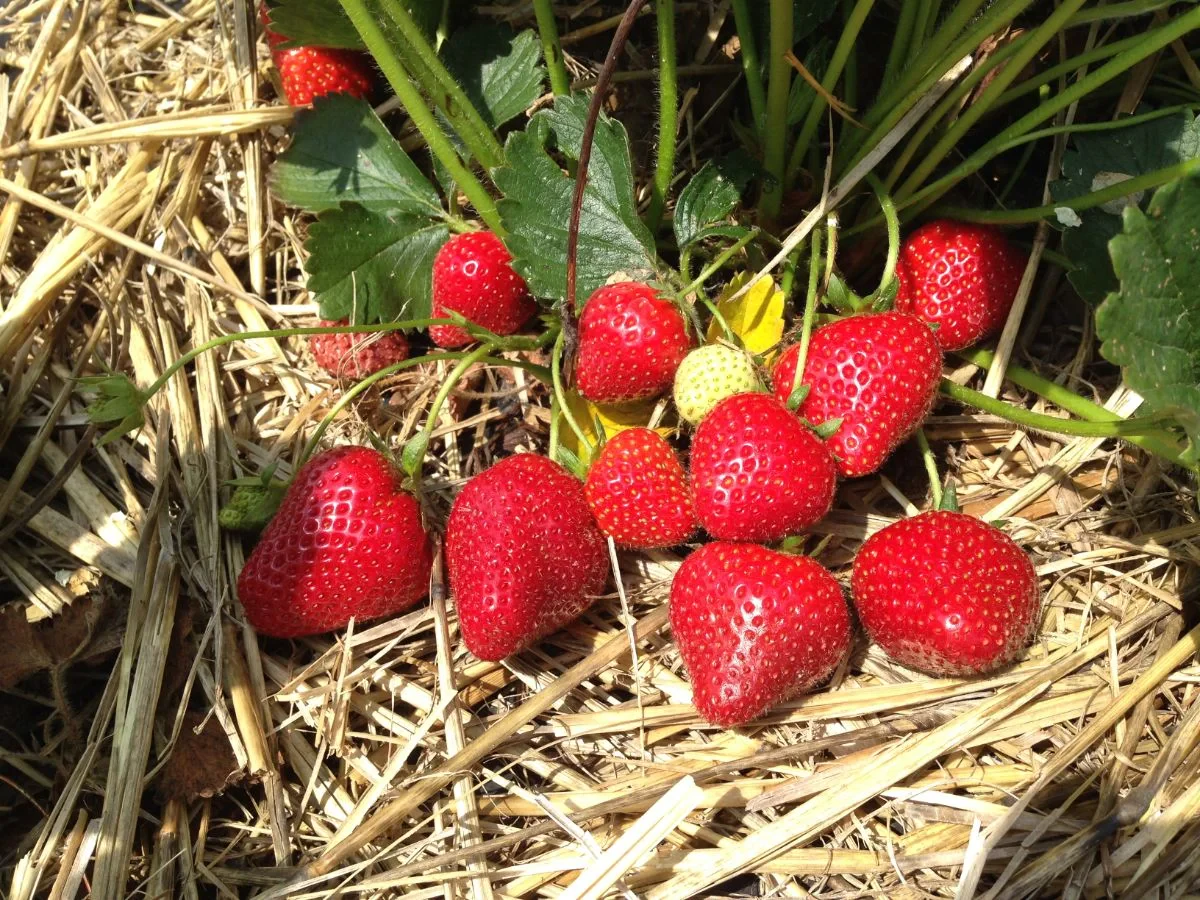 How to Use Straw Mulch for Strawberries: When, Why, and How Much to Apply